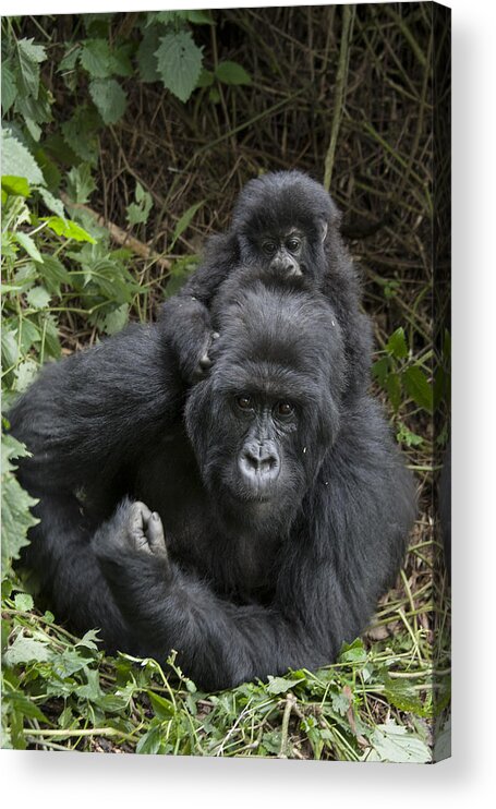 00499714 Acrylic Print featuring the photograph Mountain Gorilla Mother And 1.5yr Old by Suzi Eszterhas