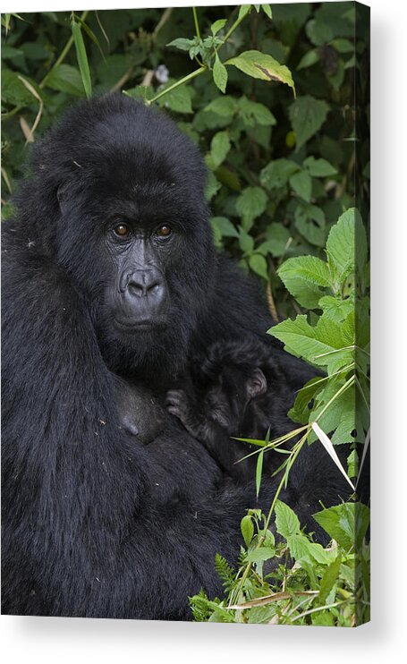 00427965 Acrylic Print featuring the photograph Mountain Gorilla Mother And Infant Parc by Suzi Eszterhas