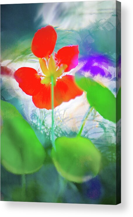 Impressionism Acrylic Print featuring the photograph Nasturtium by Richard Piper