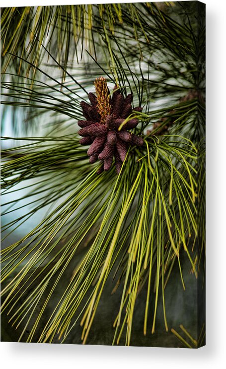 Long-needled Pine Acrylic Print featuring the photograph Nature's Allure by Bonnie Bruno