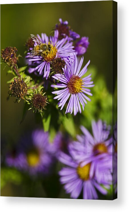 Bee Acrylic Print featuring the photograph Nectar Gathering by JT Lewis