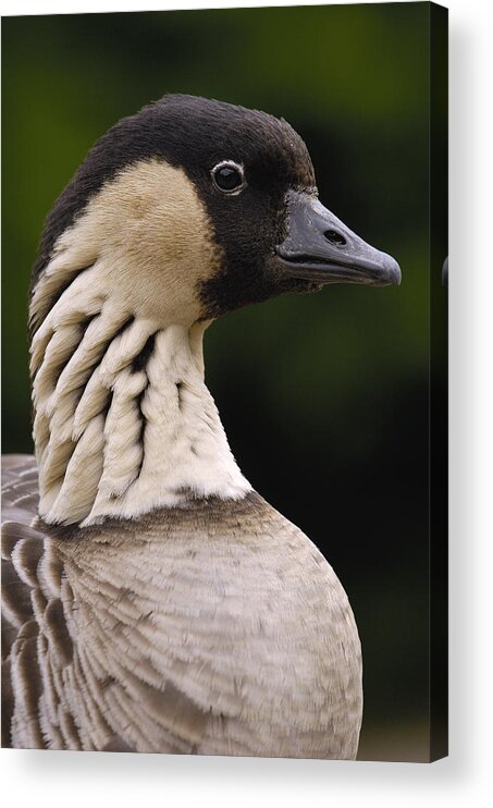 Mp Acrylic Print featuring the photograph Nene Branta Sandvicensis Portrait by Pete Oxford