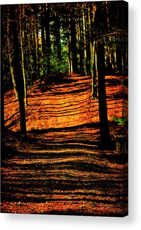 Hovind Acrylic Print featuring the photograph Northern Michigan Forest 3 by Scott Hovind