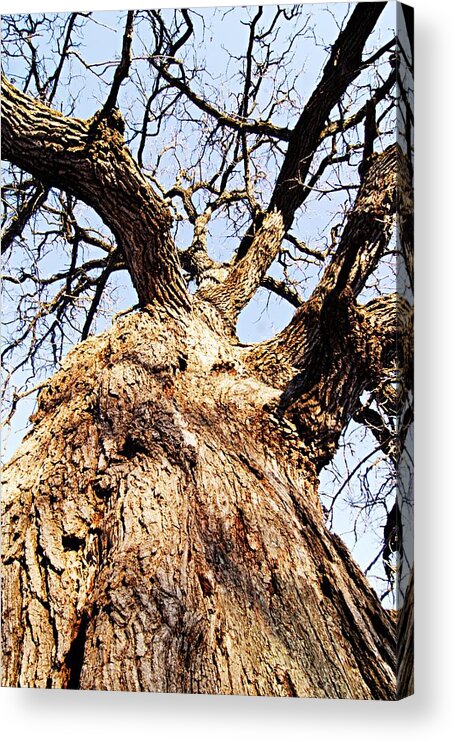 Nature Acrylic Print featuring the photograph Oak Tree by Larry Ricker