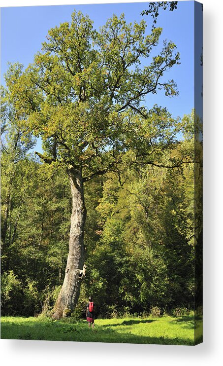 Oak Acrylic Print featuring the photograph Oak tree by Matthias Hauser