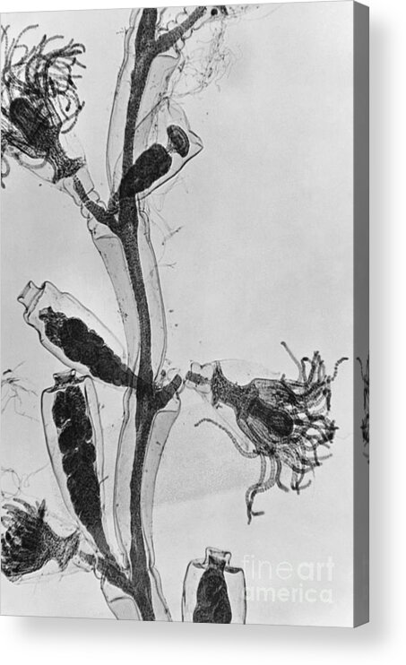 Zoology Acrylic Print featuring the photograph Obelia by Omikron