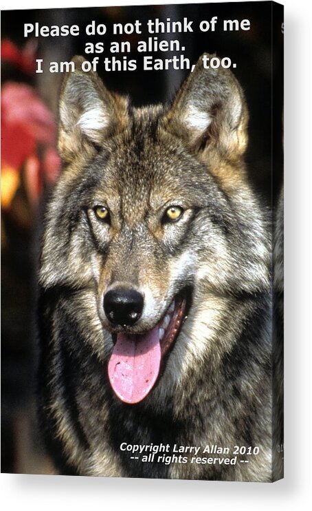 Gray Wolf Acrylic Print featuring the photograph Of This Earth by Larry Allan