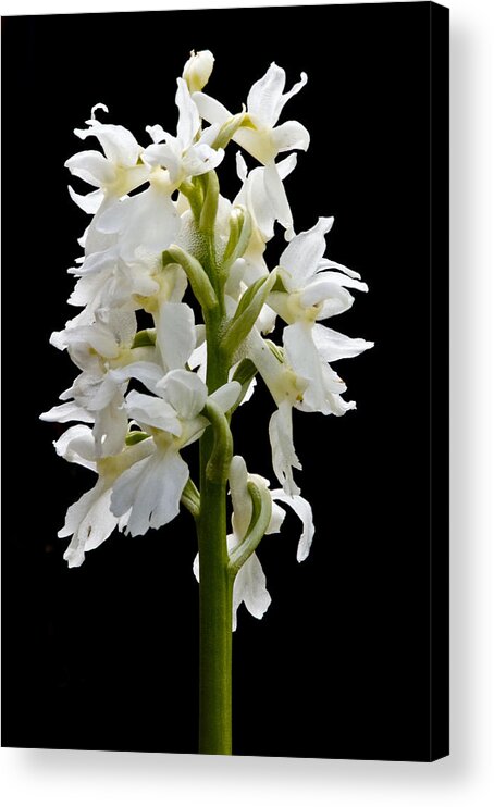 Irish Wildflowers Acrylic Print featuring the photograph O'Kelly's spotted Orchid by Rob Hemphill