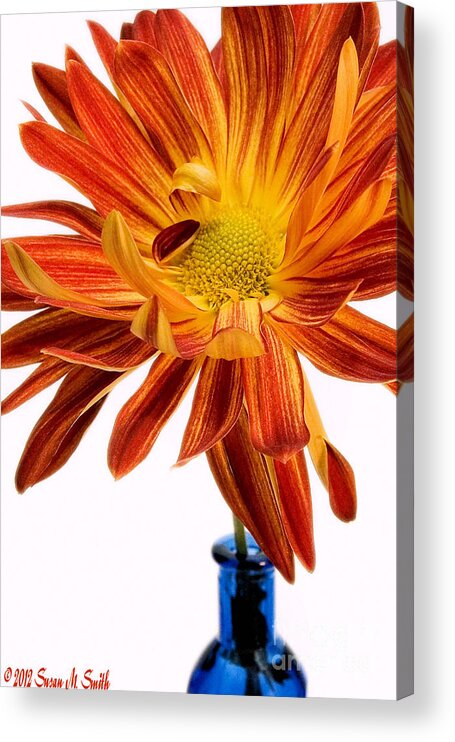 Flowers Acrylic Print featuring the photograph Orange You Happy by Susan Smith