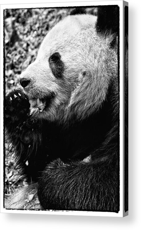 Panda Bear Acrylic Print featuring the photograph Panda Bear eating Ice cream by Perla Copernik