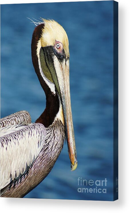 Pelican Acrylic Print featuring the photograph Pelican Profile by Lynda Dawson-Youngclaus