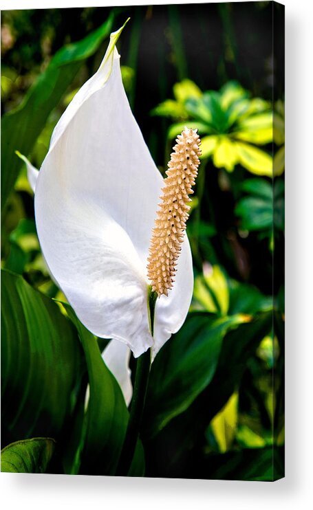 Flowers Acrylic Print featuring the photograph Perky by Burney Lieberman