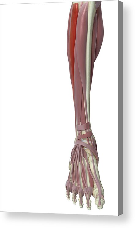 Vertical Acrylic Print featuring the photograph Peroneus Longus by MedicalRF.com