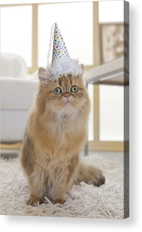 Vertical Acrylic Print featuring the photograph Persian Cat Wearing Party Hat In Living Room by GK Hart/Vikki Hart
