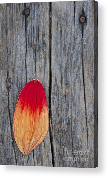 Photography Acrylic Print featuring the photograph Petal on Wood by Sean Griffin