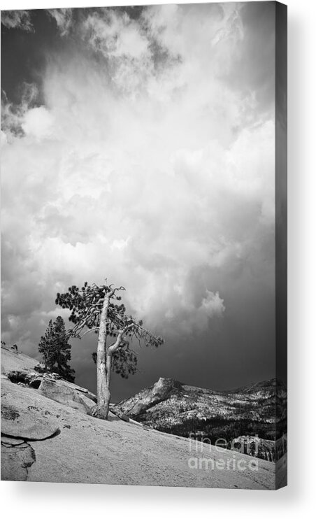 Pine Acrylic Print featuring the photograph Pine tree on a slab 2 by Olivier Steiner