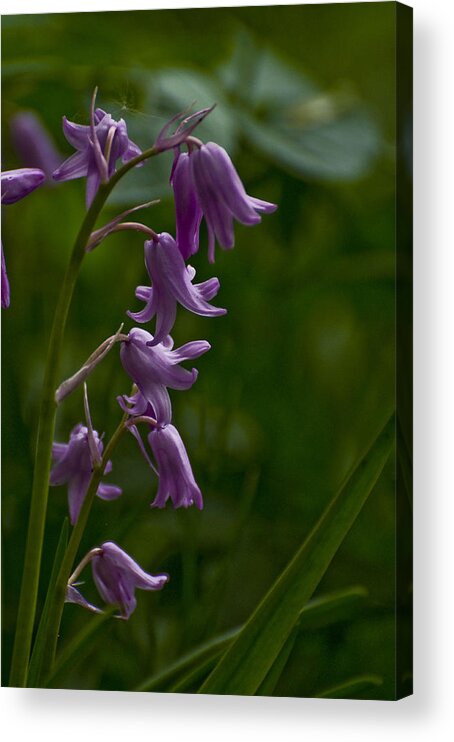 Spring Acrylic Print featuring the photograph Pink Bluebell by Rob Hemphill