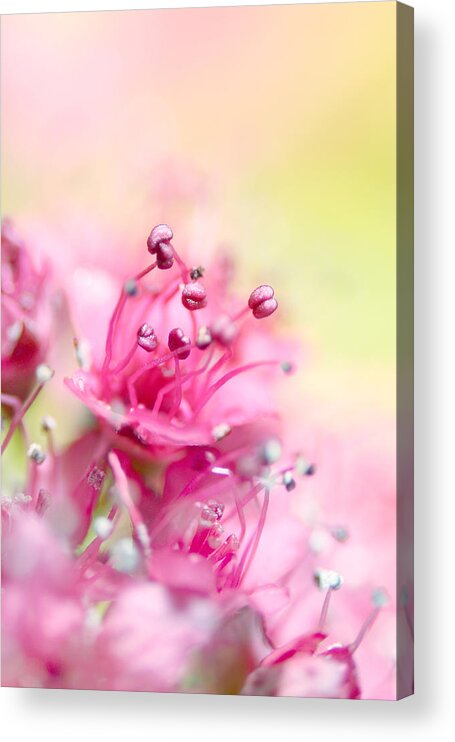Flower Acrylic Print featuring the photograph Pink Magic by Sharon Johnstone