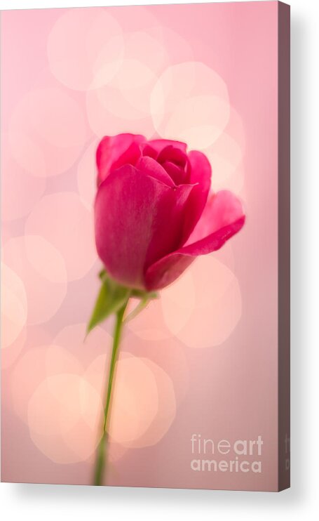Pink Acrylic Print featuring the photograph Pink Rose Bud Bokeh by Ethiriel Photography