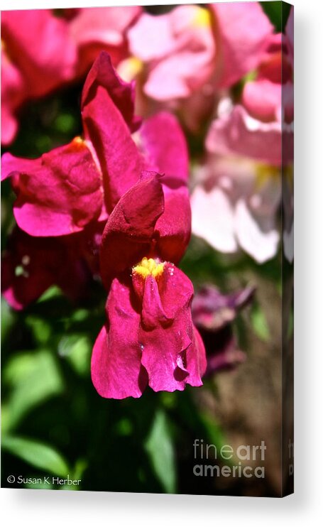 Outdoors Acrylic Print featuring the photograph Pink Snap by Susan Herber