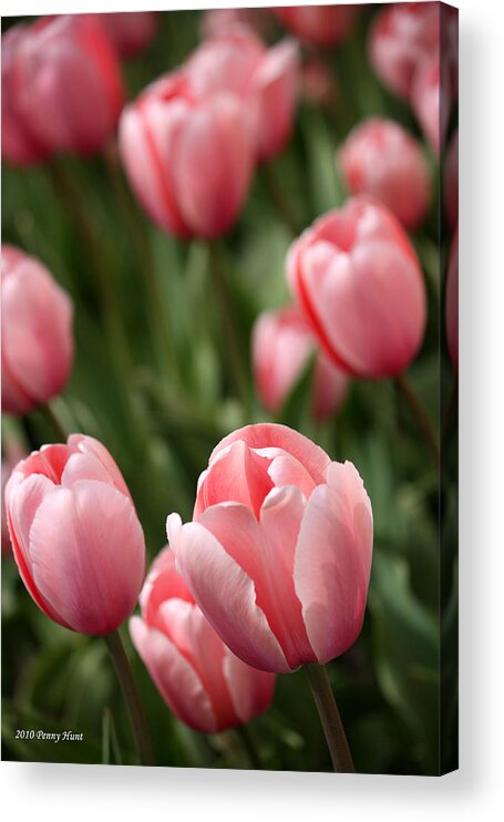 Tulips Acrylic Print featuring the photograph Pink Tulips by Penny Hunt