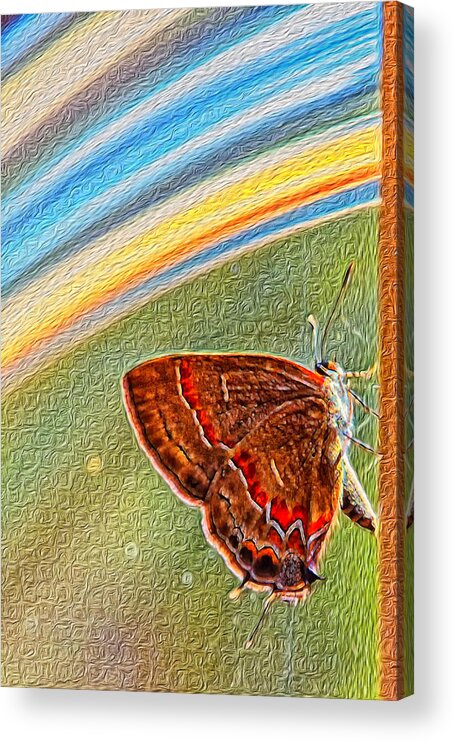 Butterfly Acrylic Print featuring the photograph Playroom Butterfly by Bill and Linda Tiepelman