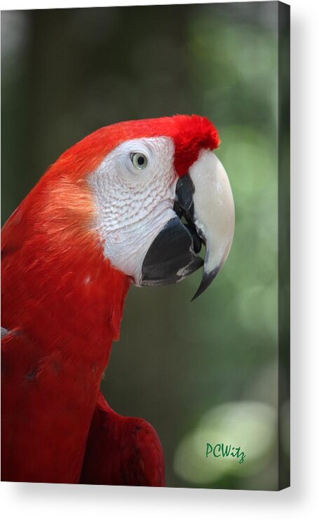Polly Acrylic Print featuring the photograph Polly by Patrick Witz
