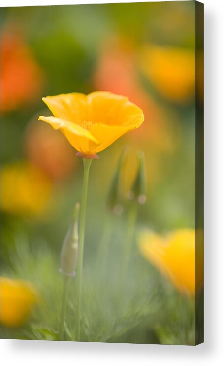 Cheerful Acrylic Print featuring the photograph Poppy by Craig Tuttle