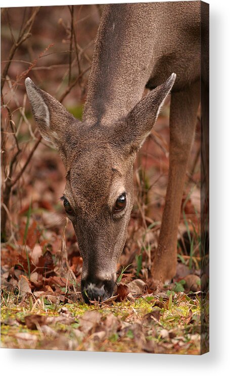 Odocoileus Virginanus Acrylic Print featuring the photograph Portrait Of Browsing Deer Two by Daniel Reed