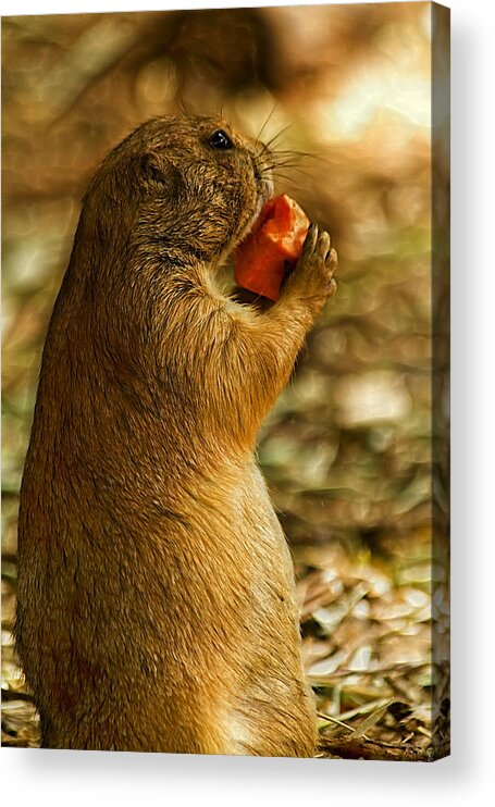 Prairie Dog Acrylic Print featuring the photograph Prairie Dog by Linda Tiepelman