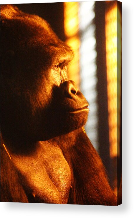 Hovind Acrylic Print featuring the photograph Primate Reflecting by Scott Hovind
