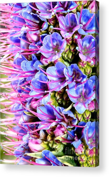 Flower Acrylic Print featuring the photograph Purple Pride of Madeira Flowers . 7D14819 by Wingsdomain Art and Photography