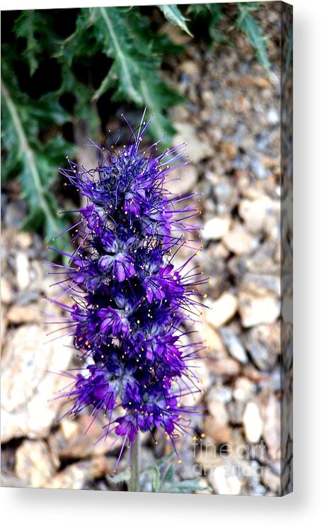 Wildflowers Acrylic Print featuring the photograph Purple Reign by Dorrene BrownButterfield