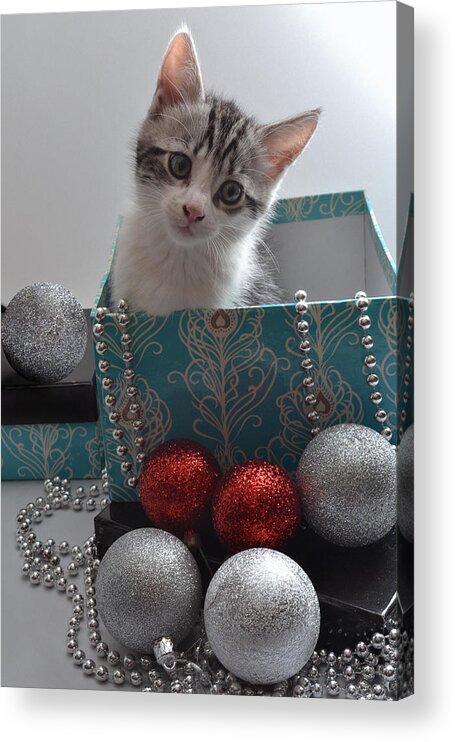 Cat Acrylic Print featuring the photograph Purr-fect Christmas. by Terence Davis