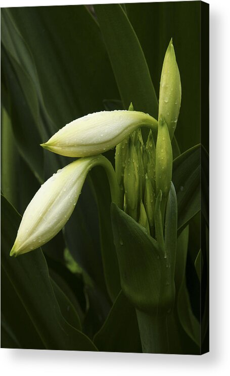 Flower Acrylic Print featuring the photograph Put Your Head On My Shoulder by John and Julie Black