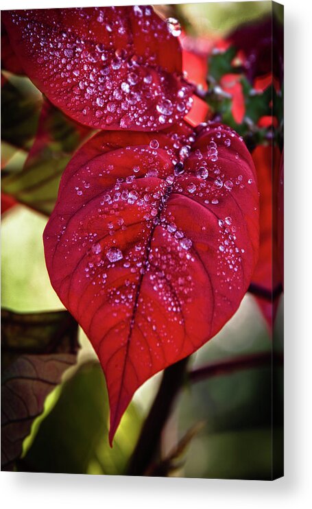 Red Leaves Acrylic Print featuring the photograph Rain Drops on Red Leaves by James Woody