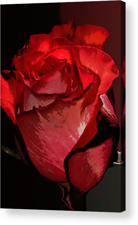 Rose Acrylic Print featuring the photograph Rare Red Rose by Phyllis Denton