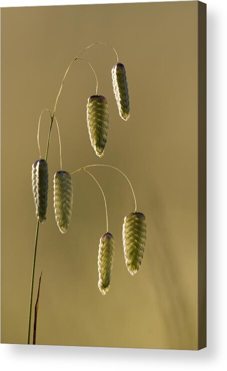 00429642 Acrylic Print featuring the photograph Rattlesnake Tail Wilder Ranch State by Sebastian Kennerknecht