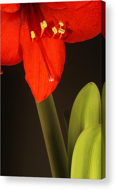 Amaryllis Acrylic Print featuring the photograph Red Amaryllis by Brian Lee