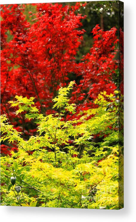 Red Leaves Acrylic Print featuring the photograph Red And Yellow Leaves by James Eddy