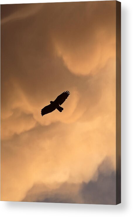 Red-tailed Hawk Acrylic Print featuring the photograph Red-tailed Hawk in flight in Saskatchewan by Mark Duffy