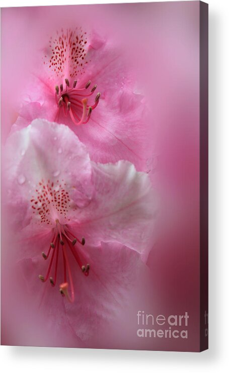 Rhododendron Acrylic Print featuring the photograph Rhododendron Dreams by James Eddy