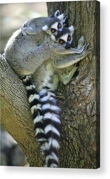 00621139 Acrylic Print featuring the photograph Ring-tailed Lemurs Madagascar by Cyril Ruoso