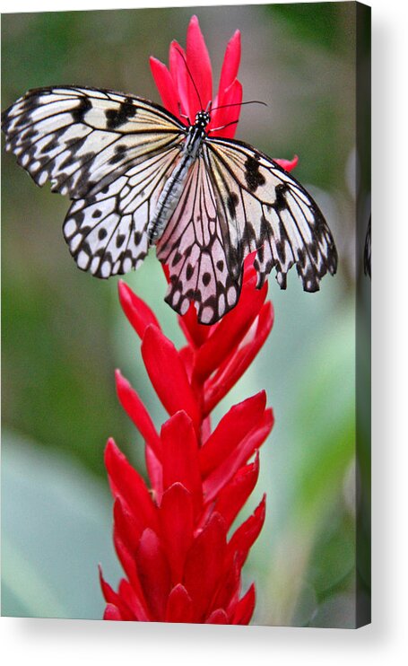 Butterfly Acrylic Print featuring the photograph Rise To The Top by Scott Mahon