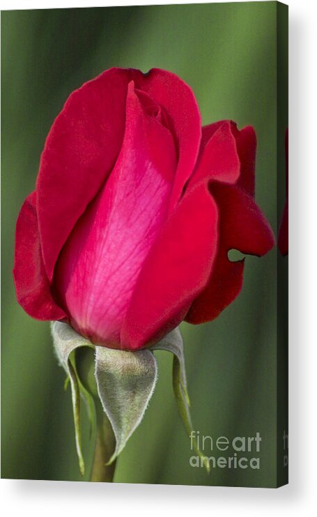 Rose Acrylic Print featuring the photograph Rose Flower Series 1 by Heiko Koehrer-Wagner