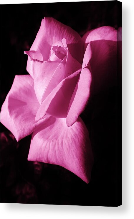 Flora Acrylic Print featuring the photograph Rose in Magenta by Bruce Bley