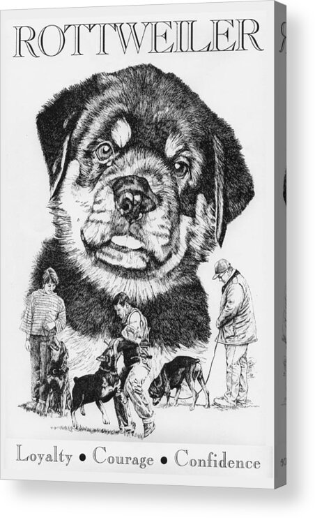 Rottweiler Acrylic Print featuring the drawing Rottweiler by Patrice Clarkson