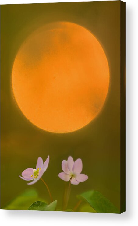 2012 Acrylic Print featuring the photograph Rue Anemone and the Rising Sun by Robert Charity