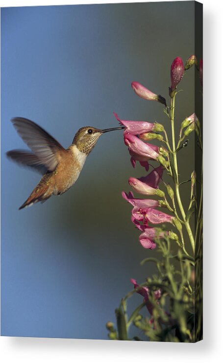 00170237 Acrylic Print featuring the photograph Rufous Hummingbird Feeding On Flowers by Tim Fitzharris