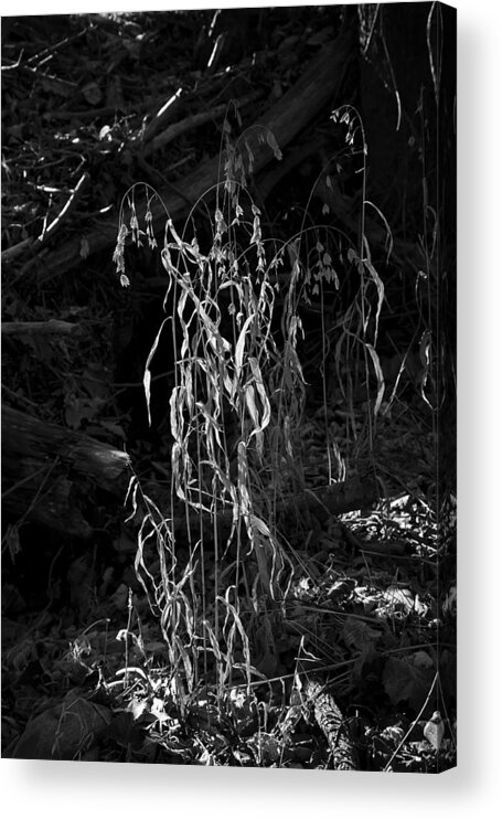 Black And White Acrylic Print featuring the photograph Saw Oats in River Flood Area by Michael Dougherty